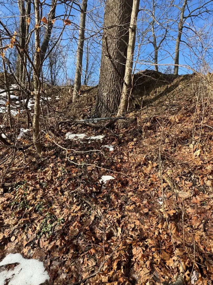 Leaf covered slope with bare trees and snow