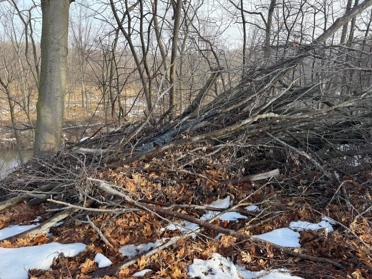 Tangled fallen branches on snowy forest floor