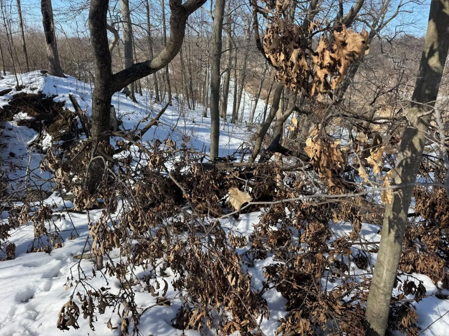 Snowy forest slope with dried brown leaves