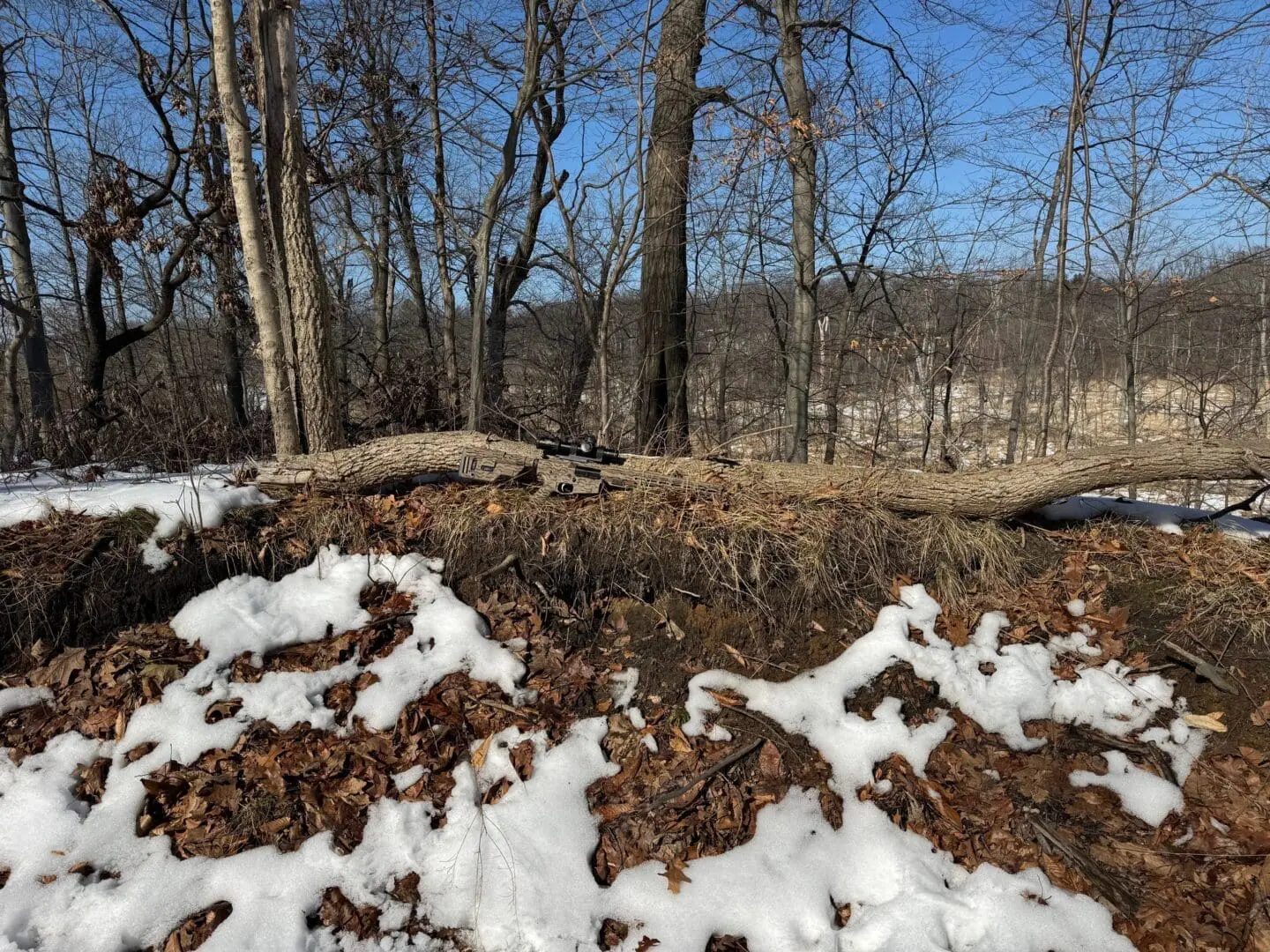 Sunlit forest floor with patchy melting snow