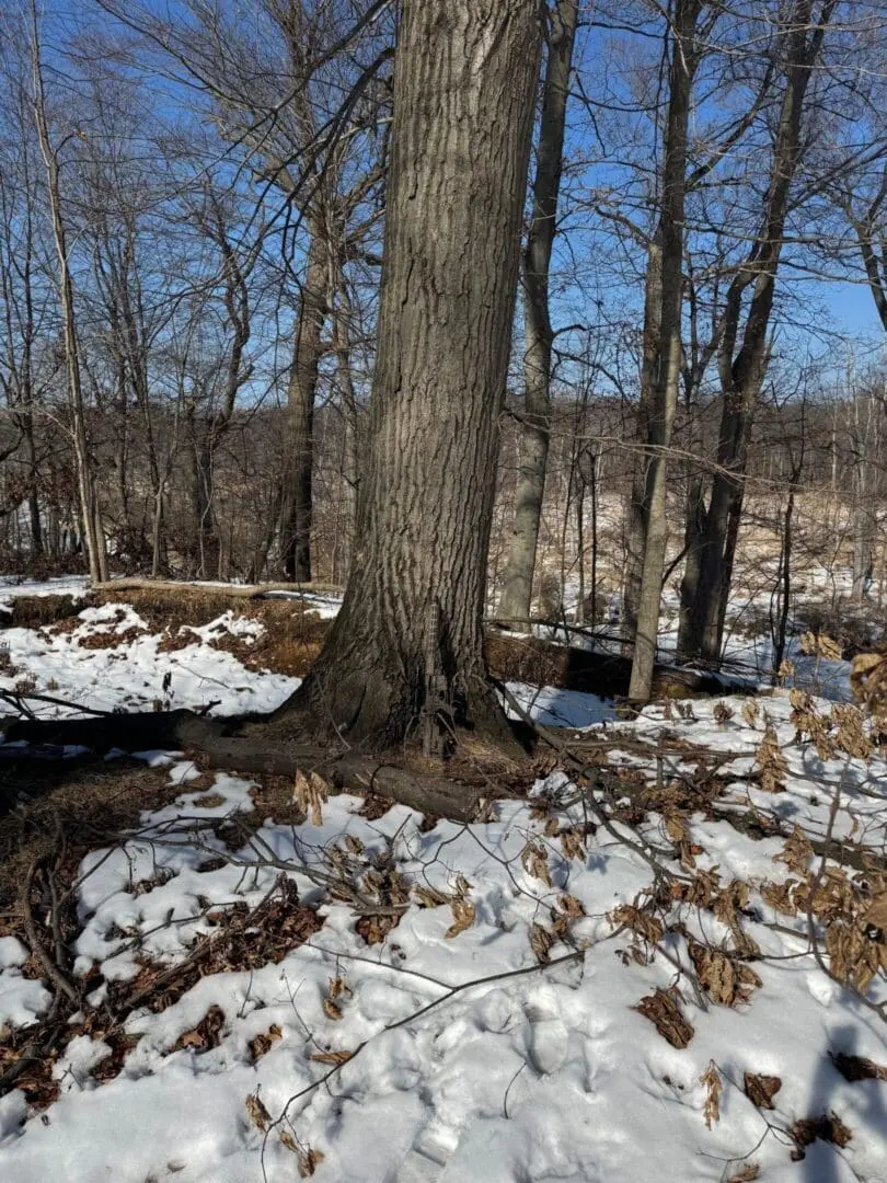 Tree trunk in snowy forest with blue sky