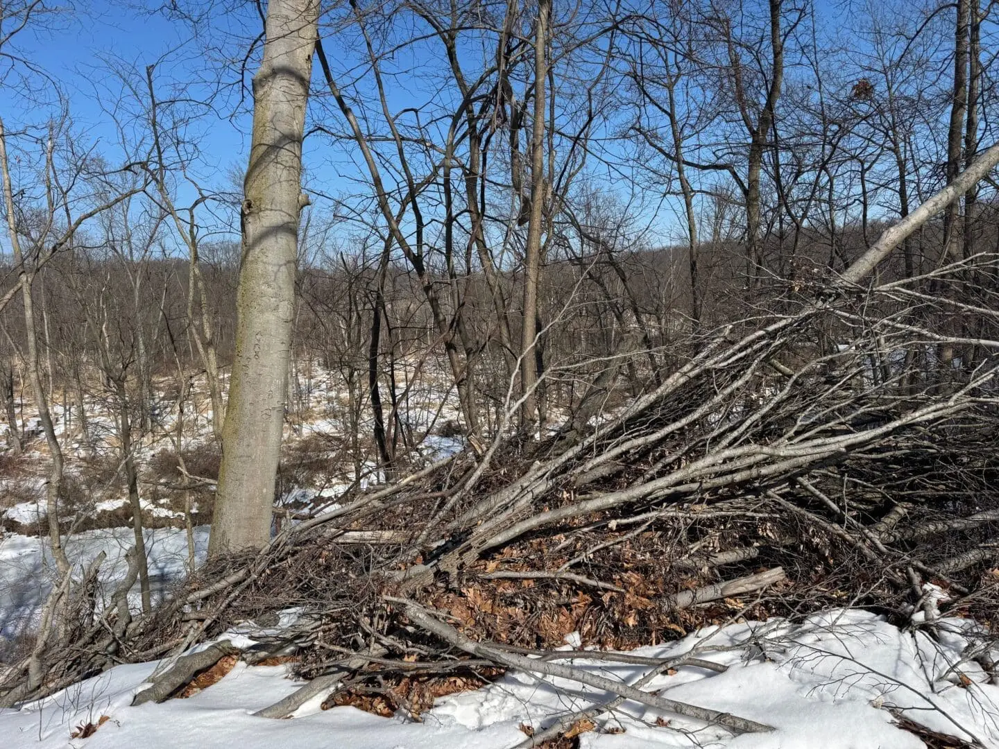 Pile of branches in snowy winter woods